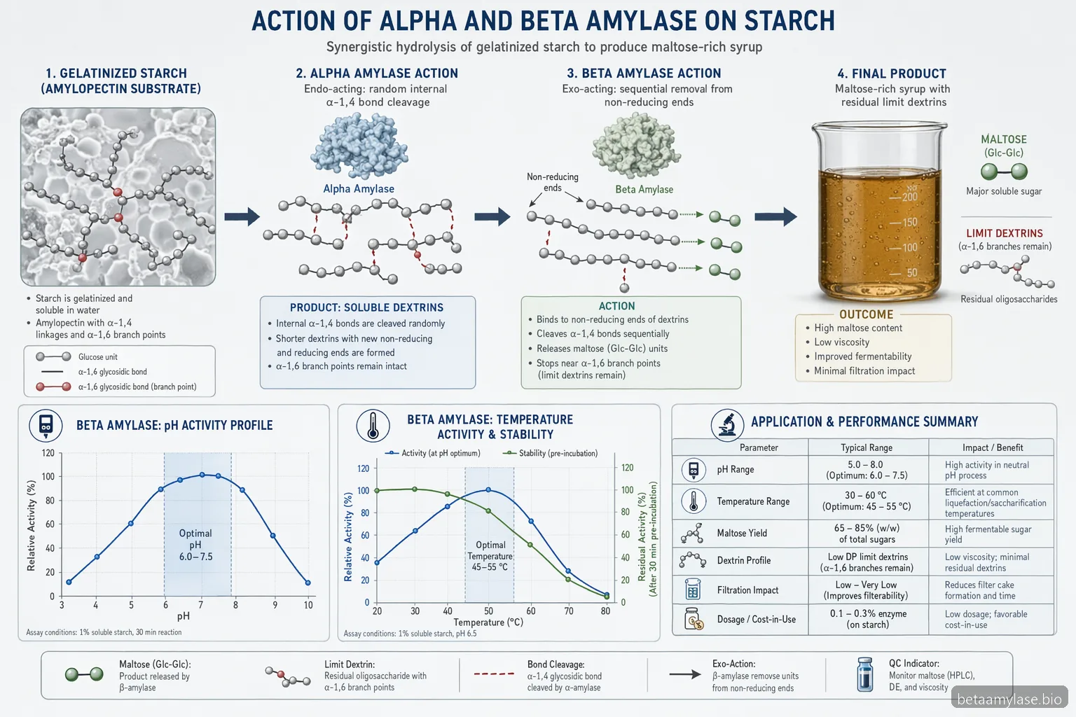 action of alpha and beta amylase on starch mechanism diagram showing alpha cuts, beta maltose release, pH and temperature controls