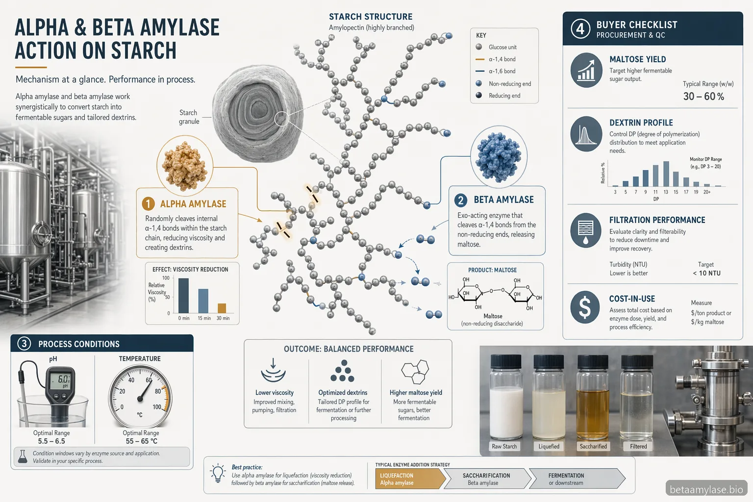 action of alpha and beta amylase on starch buyer checklist showing enzyme roles, process controls, QC, and cost-in-use