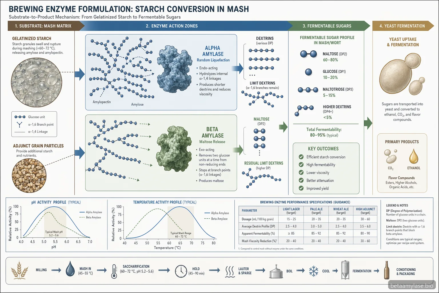 alpha amylase beta amylase brewing formulation guide mapping starch conversion to maltose with pH and temperature curves