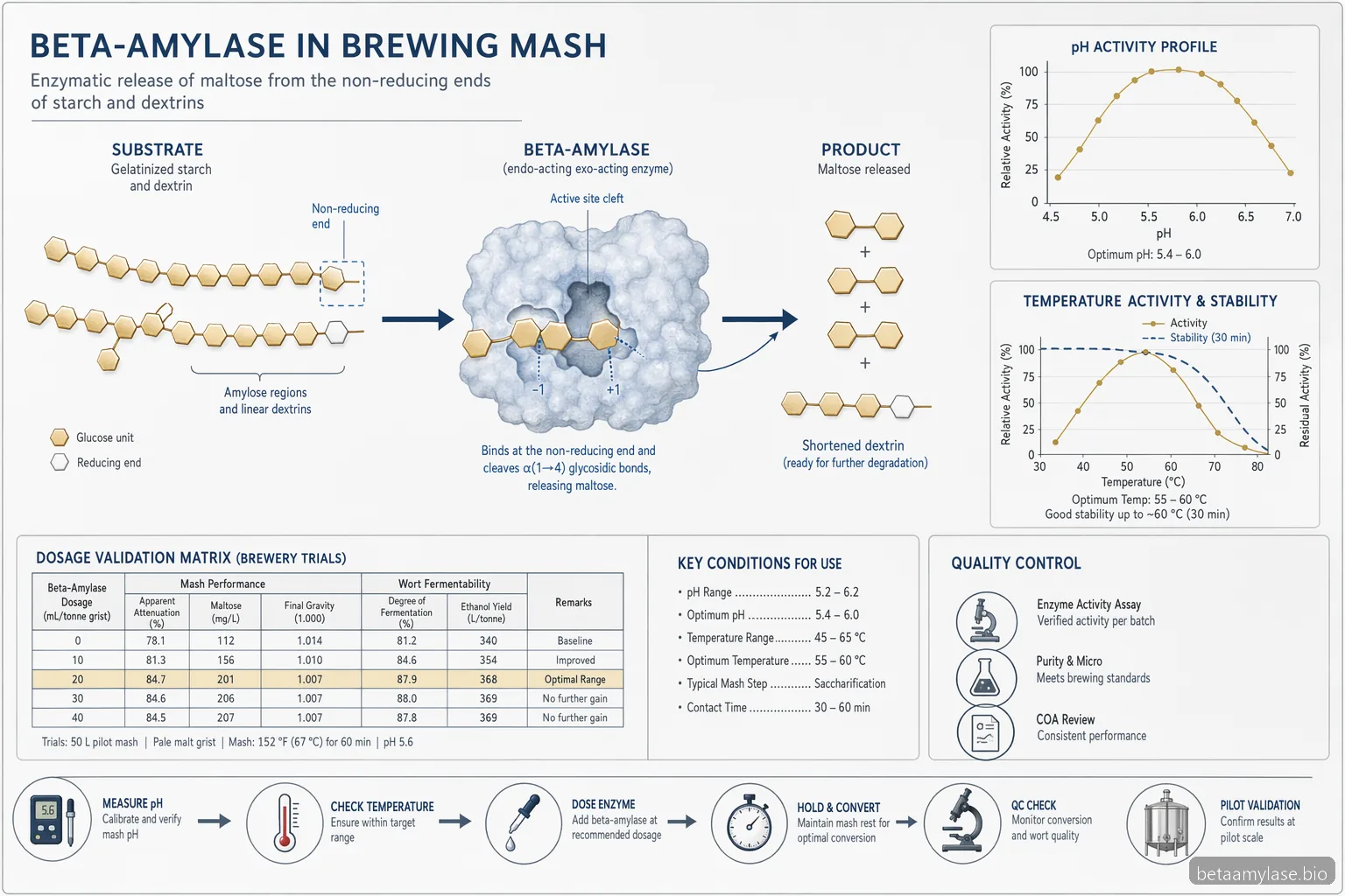 Process för alpha- och beta-amylase i bryggning där beta-amylase omvandlar stärkelsefragment till maltos under pH- och värmegränser