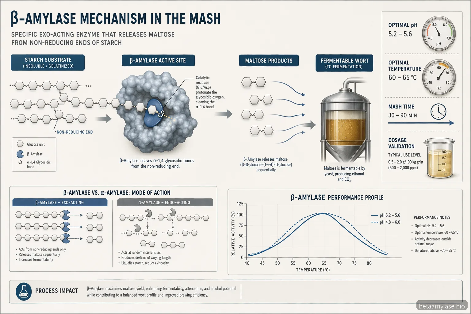 amylase beta brewing process guide diagram showing starch-to-maltose flow with pH and temperature controls
