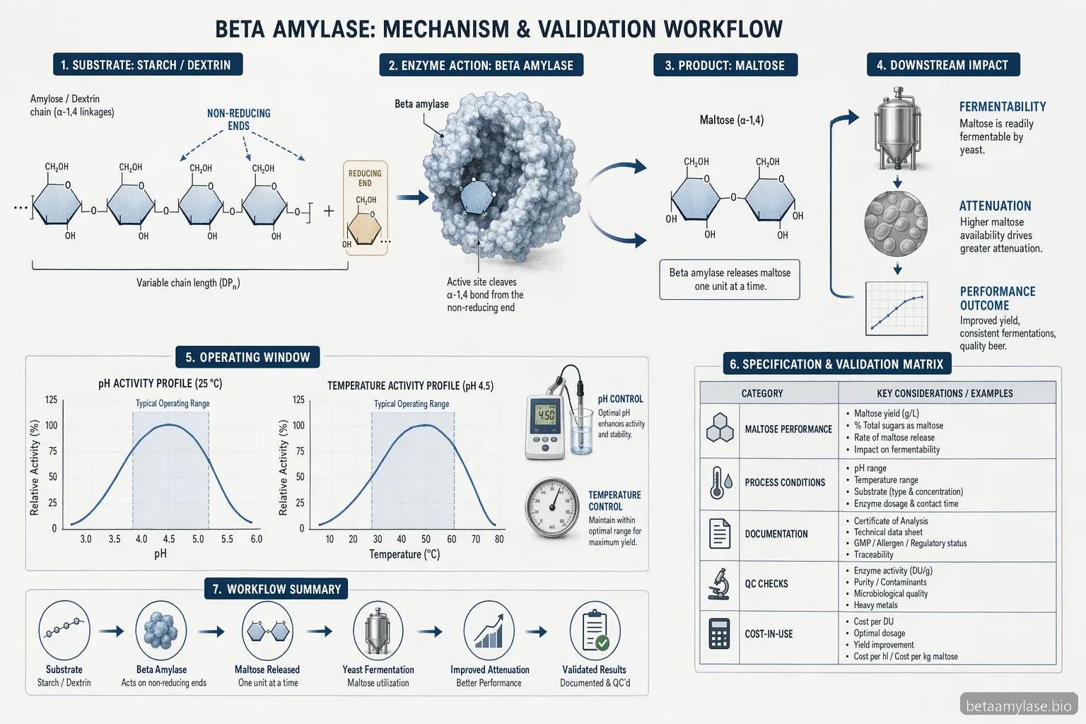 beta amylase brewing process diagram showing starch conversion to maltose with pH and temperature validation