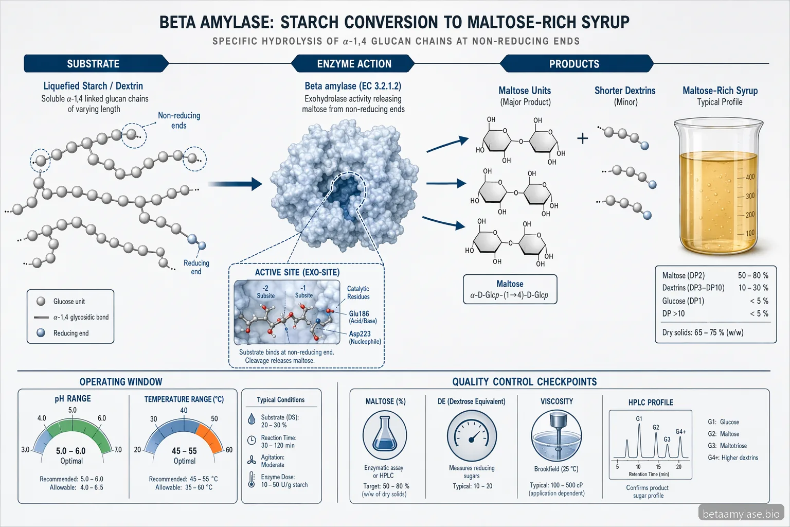 beta amylase starch mechanism diagram showing dextrin chain cleavage to maltose with pH and temperature controls